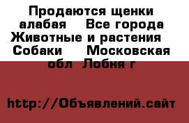 Продаются щенки алабая  - Все города Животные и растения » Собаки   . Московская обл.,Лобня г.